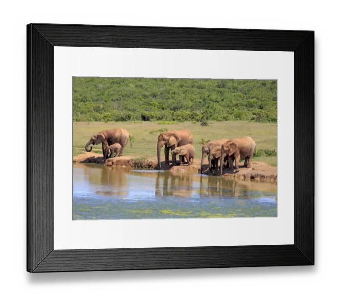 Framed Print : African Elephants -Loxodonta africana-, herd with young animals at the waterhole, Addo Elephant National Park, Eastern Cape, South Africa Framed Print : African Elephants -Loxodonta africana-, herd with young animals at the waterhole, Addo Elephant National Park, Eastern Cape, South Africa