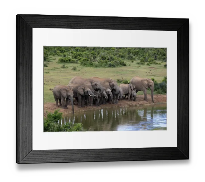 Framed Print : African Elephants -Loxodonta africana-, herd at waterhole, Addo Elephant National Park, Eastern Cape, South Africa Framed Print : African Elephants -Loxodonta africana-, herd at waterhole, Addo Elephant National Park, Eastern Cape, South Africa