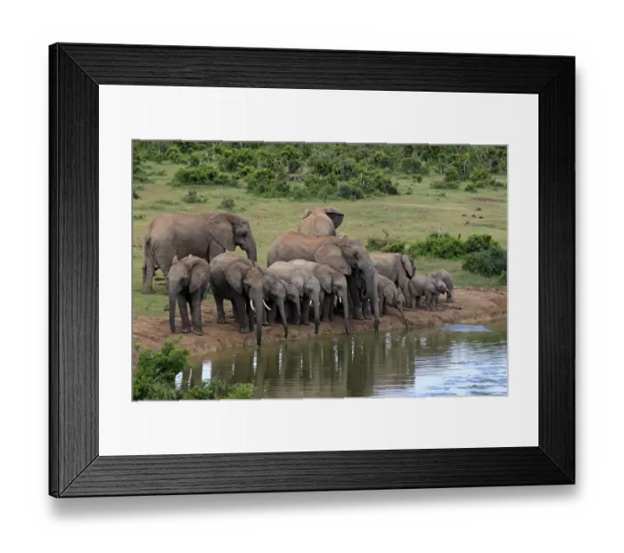Framed Print : African Elephants -Loxodonta africana-, herd at waterhole, Addo Elephant National Park, Eastern Cape, South Africa Framed Print : African Elephants -Loxodonta africana-, herd at waterhole, Addo Elephant National Park, Eastern Cape, South Africa