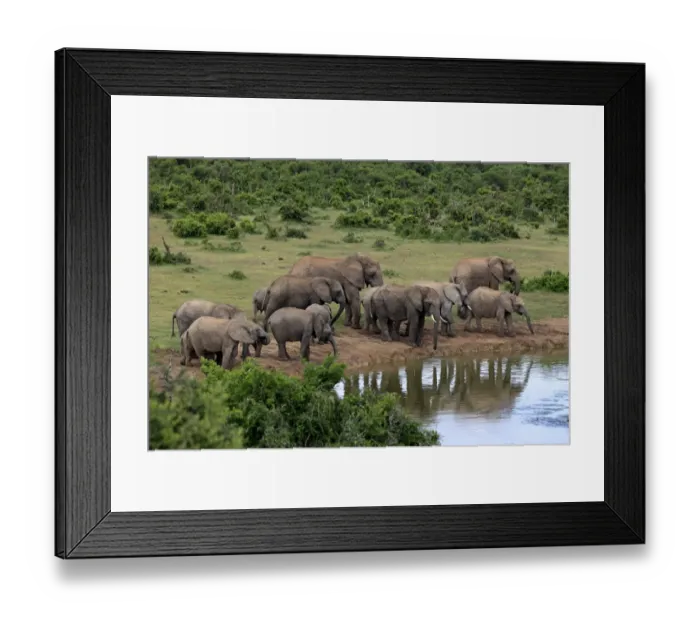 Framed Print : African Elephants -Loxodonta africana-, herd at waterhole, Addo Elephant National Park, Eastern Cape, South Africa Framed Print : African Elephants -Loxodonta africana-, herd at waterhole, Addo Elephant National Park, Eastern Cape, South Africa