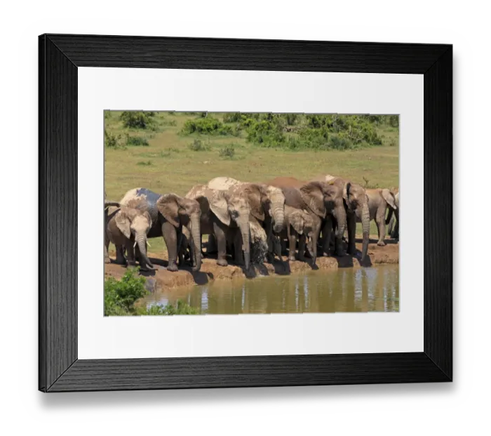Framed Print : African Elephants -Loxodonta africana-, herd at waterhole, Addo Elephant National Park, Eastern Cape, South Africa Framed Print : African Elephants -Loxodonta africana-, herd at waterhole, Addo Elephant National Park, Eastern Cape, South Africa
