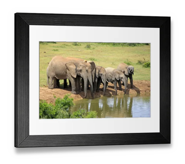 Framed Print : African Elephants -Loxodonta africana-, herd at waterhole, Addo Elephant National Park, Eastern Cape, South Africa Framed Print : African Elephants -Loxodonta africana-, herd at waterhole, Addo Elephant National Park, Eastern Cape, South Africa