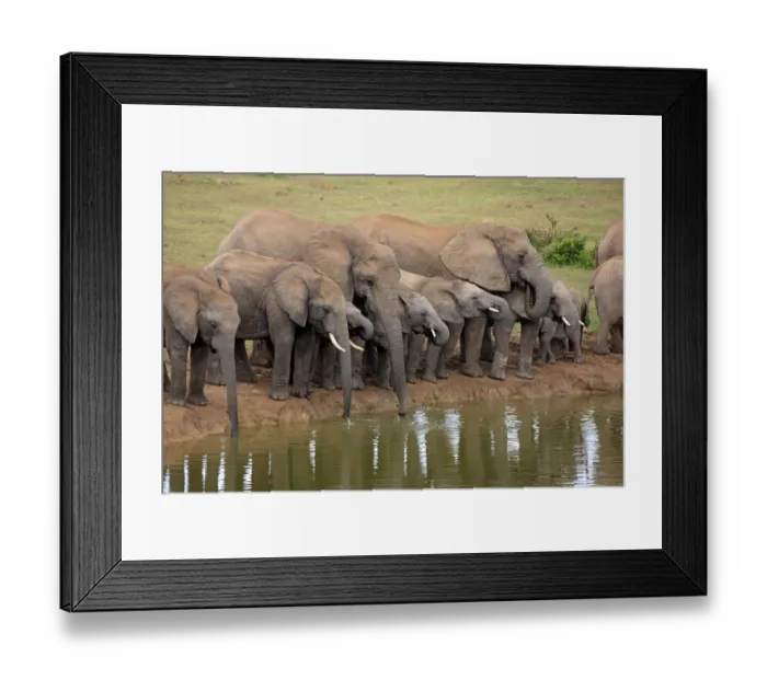 Framed Print : African Elephants -Loxodonta africana-, herd at waterhole, Addo Elephant National Park, Eastern Cape, South Africa Framed Print : African Elephants -Loxodonta africana-, herd at waterhole, Addo Elephant National Park, Eastern Cape, South Africa