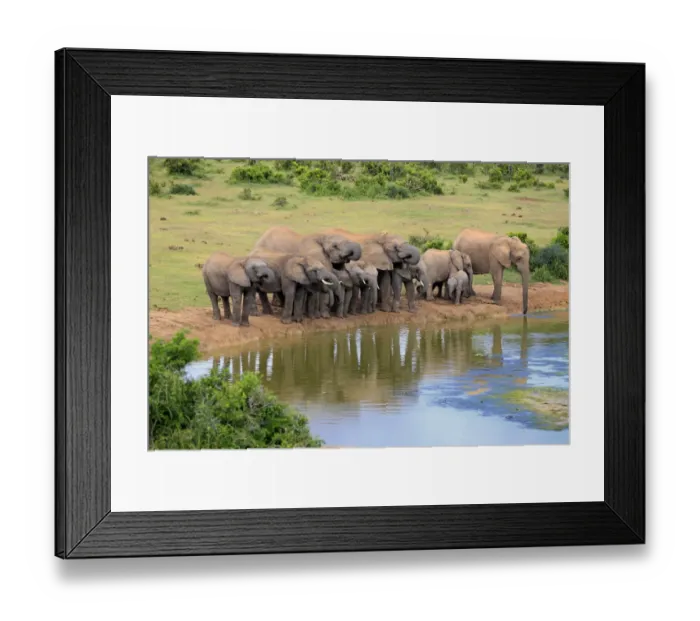 Framed Print : African Elephants -Loxodonta africana-, herd at waterhole, Addo Elephant National Park, Eastern Cape, South Africa Framed Print : African Elephants -Loxodonta africana-, herd at waterhole, Addo Elephant National Park, Eastern Cape, South Africa