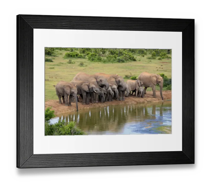 Framed Print : African Elephants -Loxodonta africana-, herd at waterhole, Addo Elephant National Park, Eastern Cape, South Africa Framed Print : African Elephants -Loxodonta africana-, herd at waterhole, Addo Elephant National Park, Eastern Cape, South Africa