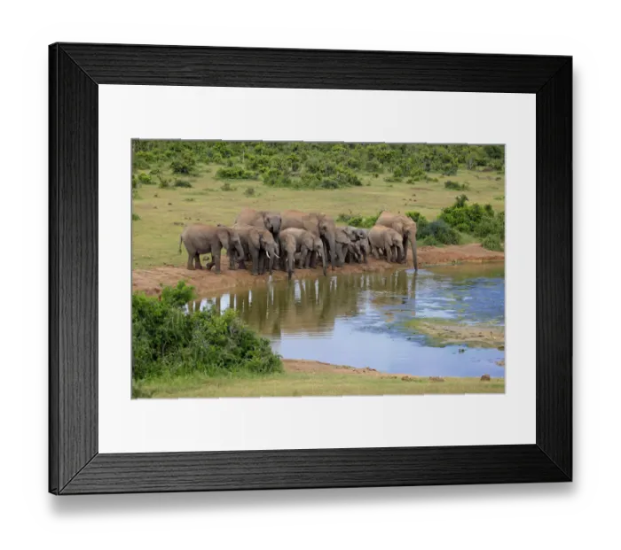 Framed Print : African Elephants -Loxodonta africana-, herd at waterhole, Addo Elephant National Park, Eastern Cape, South Africa Framed Print : African Elephants -Loxodonta africana-, herd at waterhole, Addo Elephant National Park, Eastern Cape, South Africa