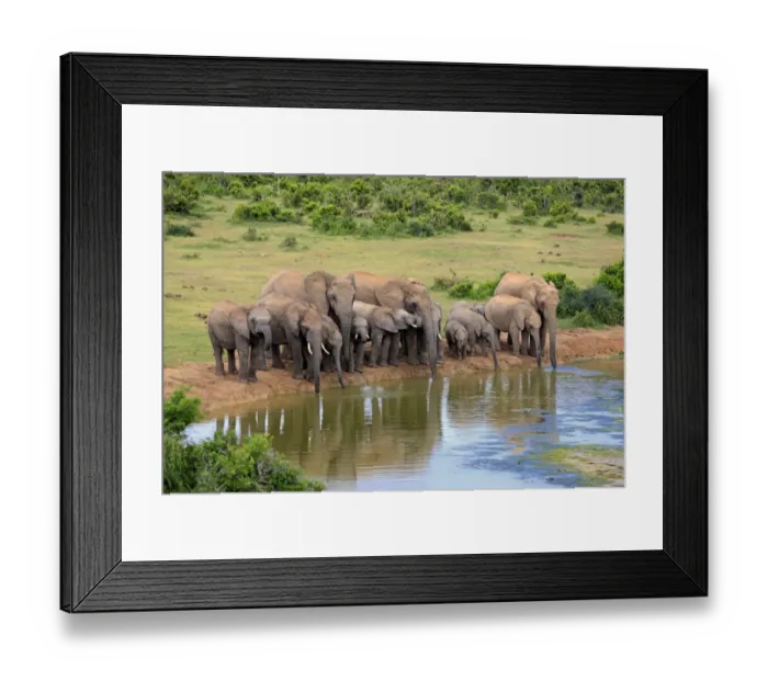 Framed Print : African Elephants -Loxodonta africana-, herd at waterhole, Addo Elephant National Park, Eastern Cape, South Africa Framed Print : African Elephants -Loxodonta africana-, herd at waterhole, Addo Elephant National Park, Eastern Cape, South Africa