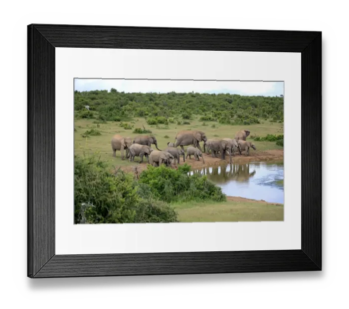 Framed Print : African Elephants -Loxodonta africana-, herd at waterhole, Addo Elephant National Park, Eastern Cape, South Africa