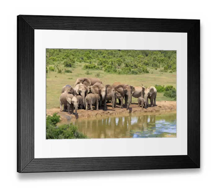 Framed Print : African Elephants -Loxodonta africana-, herd at waterhole, Addo Elephant National Park, Eastern Cape, South Africa Framed Print : African Elephants -Loxodonta africana-, herd at waterhole, Addo Elephant National Park, Eastern Cape, South Africa