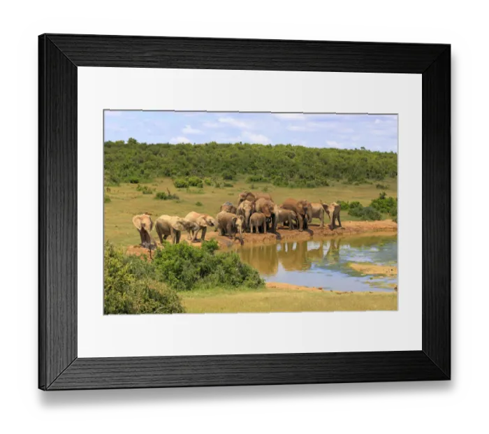Framed Print : African Elephants -Loxodonta africana-, herd at waterhole, Addo Elephant National Park, Eastern Cape, South Africa