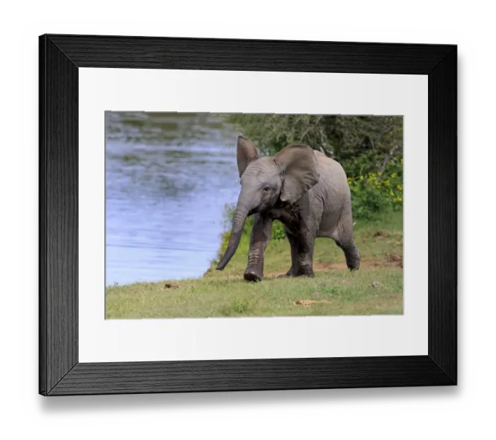 Framed Print : African elephant -Loxodonta africana-, young animal, running, Addo Elephant National Park, Eastern Cape, South Africa Framed Print : African elephant -Loxodonta africana-, young animal, running, Addo Elephant National Park, Eastern Cape, South Africa