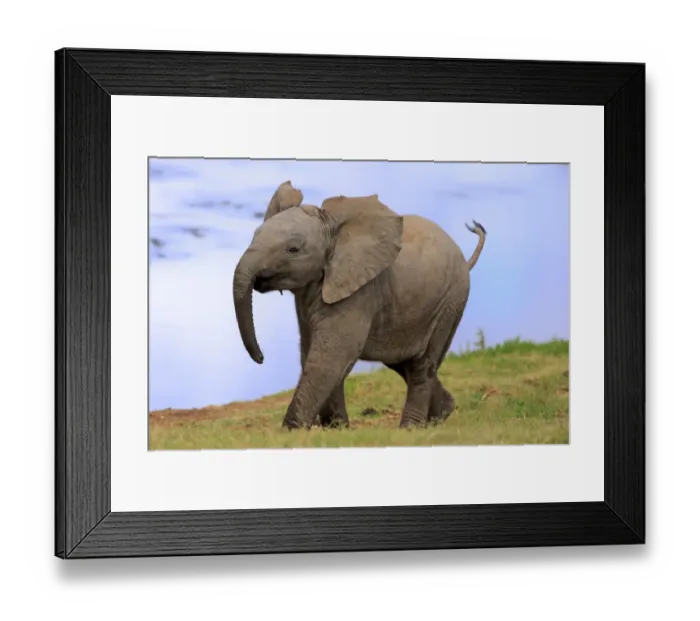 Framed Print : African elephant -Loxodonta africana-, young animal, running, Addo Elephant National Park, Eastern Cape, South Africa Framed Print : African elephant -Loxodonta africana-, young animal, running, Addo Elephant National Park, Eastern Cape, South Africa