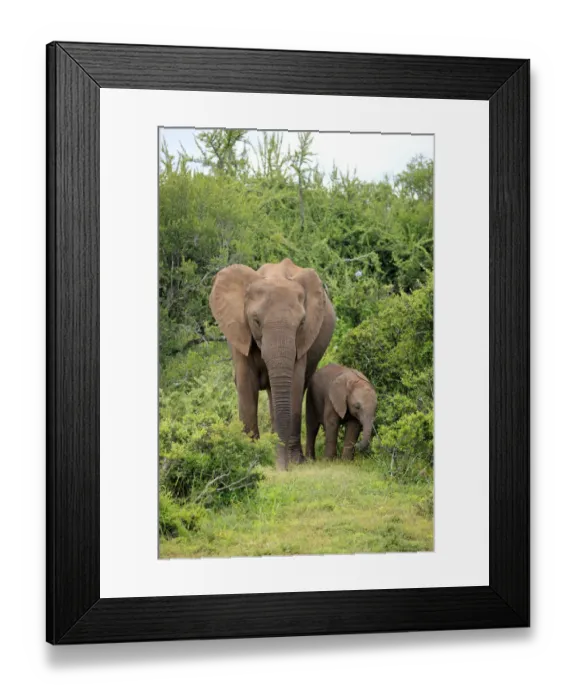 Framed Print : African elephant -Loxodonta africana- foraging mother with young, Addo Elephant National Park, Eastern Cape, South Africa Framed Print : African elephant -Loxodonta africana- foraging mother with young, Addo Elephant National Park, Eastern Cape, South Africa