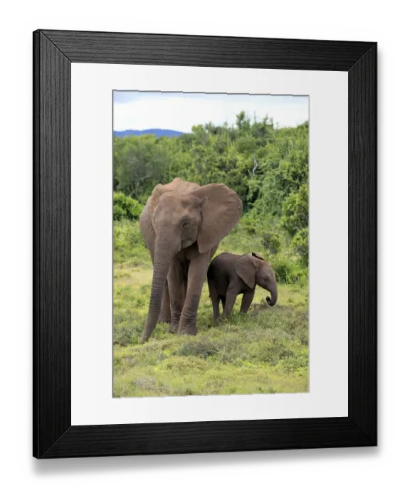 Framed Print : African elephant -Loxodonta africana- mother with young in search of food, Addo Elephant National Park, Eastern Cape, South Africa Framed Print : African elephant -Loxodonta africana- mother with young in search of food, Addo Elephant National Park, Eastern Cape, South Africa
