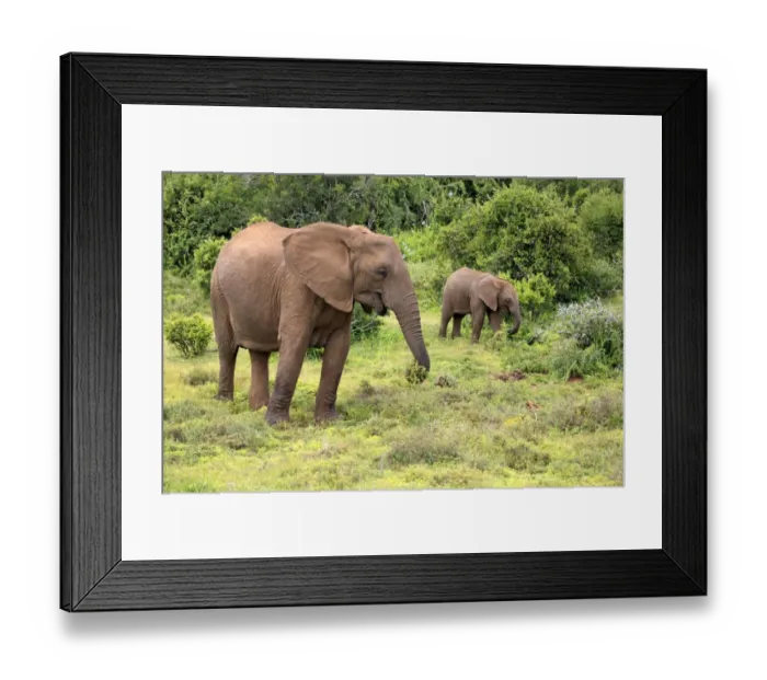 Framed Print : African elephant -Loxodonta africana- foraging mother with young, Addo Elephant National Park, Eastern Cape, South Africa Framed Print : African elephant -Loxodonta africana- foraging mother with young, Addo Elephant National Park, Eastern Cape, South Africa