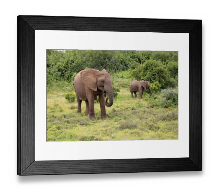Framed Print : African elephant -Loxodonta africana- foraging mother with young, Addo Elephant National Park, Eastern Cape, South Africa