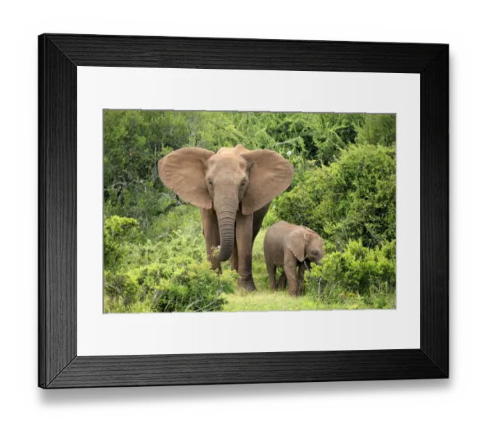 Framed Print : African elephant -Loxodonta africana- foraging mother with young, Addo Elephant National Park, Eastern Cape, South Africa Framed Print : African elephant -Loxodonta africana- foraging mother with young, Addo Elephant National Park, Eastern Cape, South Africa