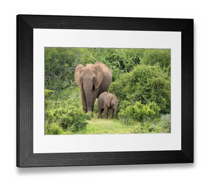 Framed Print : African elephant -Loxodonta africana- mother with young, Addo Elephant National Park, Eastern Cape, South Africa Framed Print : African elephant -Loxodonta africana- mother with young, Addo Elephant National Park, Eastern Cape, South Africa