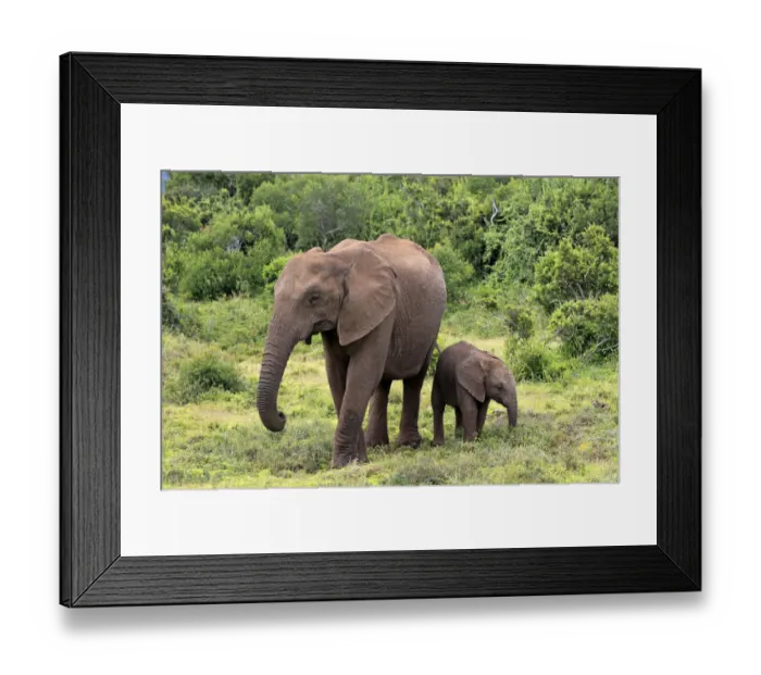 Framed Print : African elephant -Loxodonta africana- mother with young, Addo Elephant National Park, Eastern Cape, South Africa