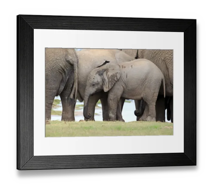 Framed Print : African elephant -Loxodonta africana-, young with herd, Addo Elephant National Park, Eastern Cape, South Africa Framed Print : African elephant -Loxodonta africana-, young with herd, Addo Elephant National Park, Eastern Cape, South Africa
