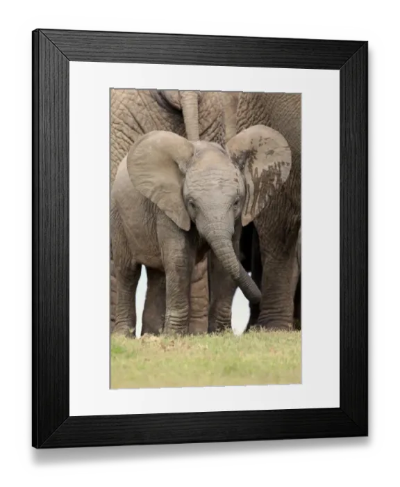 Framed Print : African elephant -Loxodonta africana-, young animal, Addo Elephant National Park, Eastern Cape, South Africa Framed Print : African elephant -Loxodonta africana-, young animal, Addo Elephant National Park, Eastern Cape, South Africa