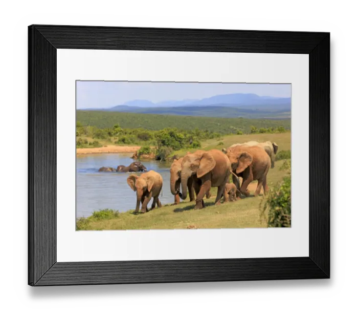 Framed Print : African Elephants -Loxodonta africana-, group with young animals, at the water, Addo Elephant National Park, Eastern Cape, South Africa Framed Print : African Elephants -Loxodonta africana-, group with young animals, at the water, Addo Elephant National Park, Eastern Cape, South Africa