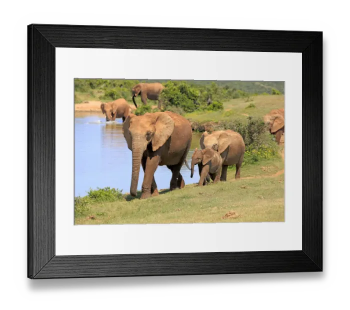 Framed Print : African Elephants -Loxodonta africana-, group with young animal, at the water, Addo Elephant National Park, Eastern Cape, South Africa Framed Print : African Elephants -Loxodonta africana-, group with young animal, at the water, Addo Elephant National Park, Eastern Cape, South Africa