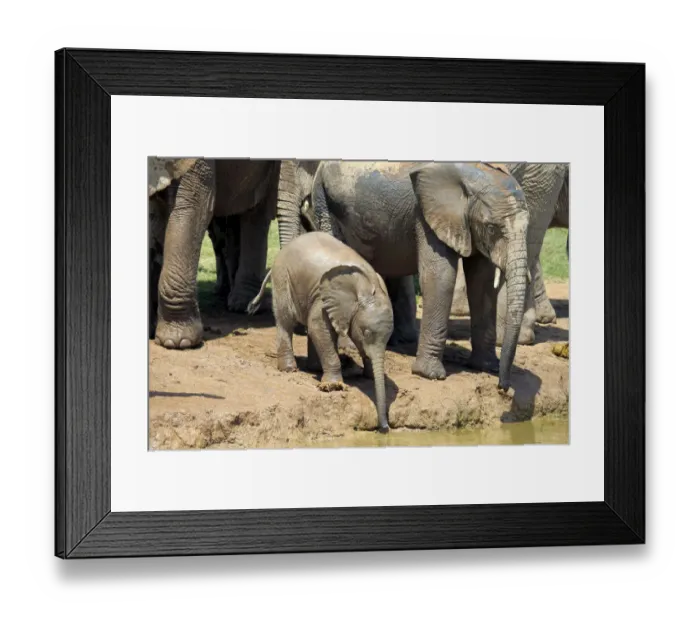 Framed Print : African Elephants -Loxodonta africana-, group with young animal, drinking, Addo Elephant National Park, Eastern Cape, South Africa