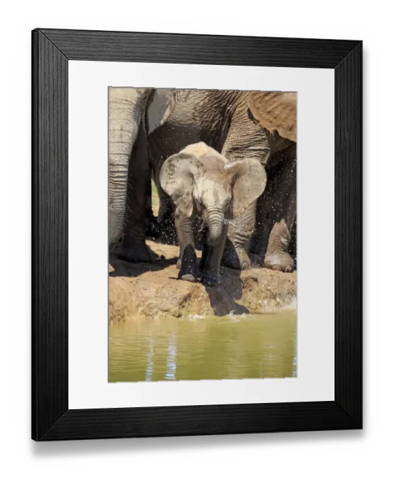 Framed Print : African Elephants -Loxodonta africana-, group with young animal, drinking, Addo Elephant National Park, Eastern Cape, South Africa Framed Print : African Elephants -Loxodonta africana-, group with young animal, drinking, Addo Elephant National Park, Eastern Cape, South Africa