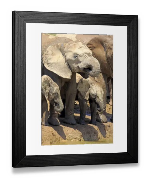 Framed Print : African Elephants -Loxodonta africana-, group with young animals, drinking, Addo Elephant National Park, Eastern Cape, South Africa Framed Print : African Elephants -Loxodonta africana-, group with young animals, drinking, Addo Elephant National Park, Eastern Cape, South Africa