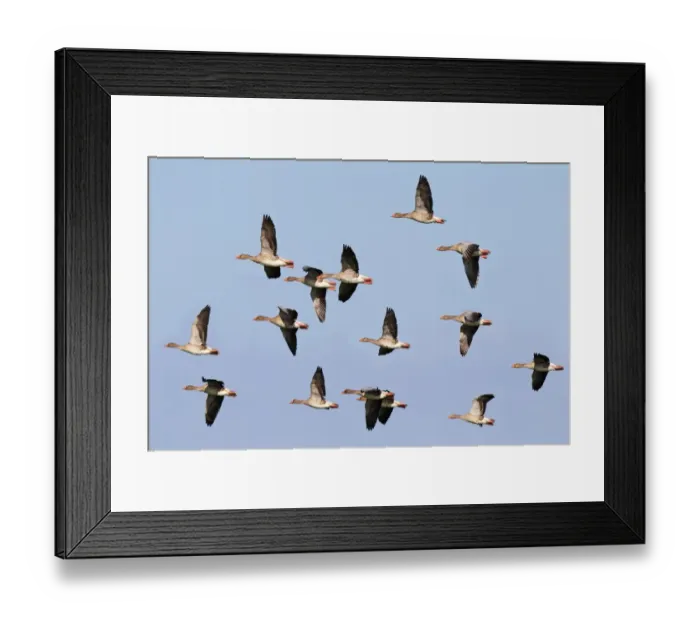 Framed Print : Flying greylag geese -Anser anser-, bird migration, fall migration, Western Pomerania Lagoon Area National Park, Mecklenburg-Western Pomerania, Germany