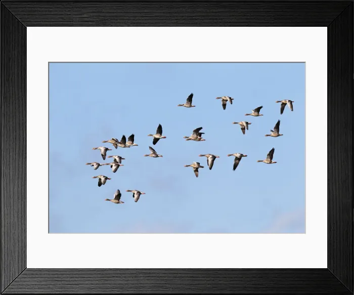 Framed Print : Flying greylag geese -Anser anser-, bird migration, fall migration, Western Pomerania Lagoon Area National Park, Mecklenburg-Western Pomerania, Germany