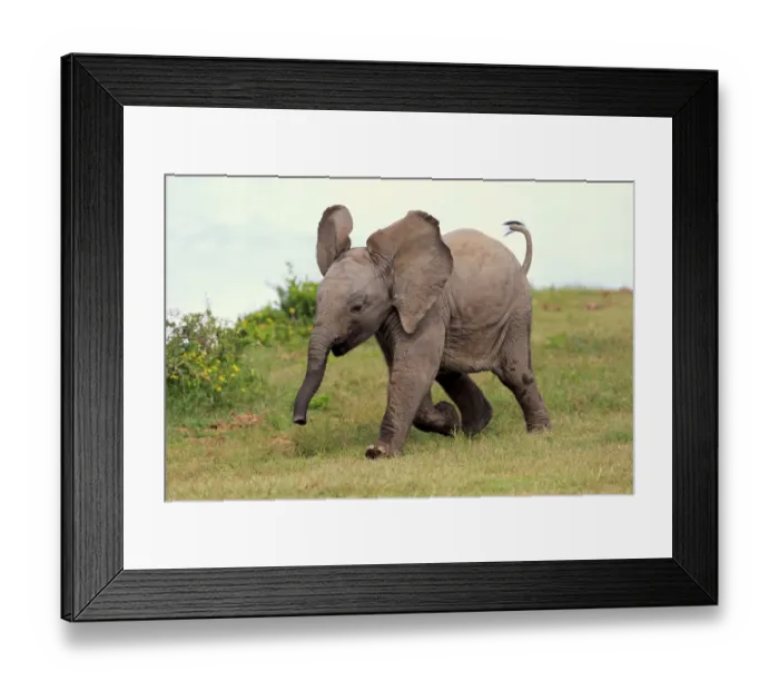 Framed Print : African elephant -Loxodonta africana-, young animal, running, Addo Elephant National Park, Eastern Cape, South Africa Framed Print : African elephant -Loxodonta africana-, young animal, running, Addo Elephant National Park, Eastern Cape, South Africa