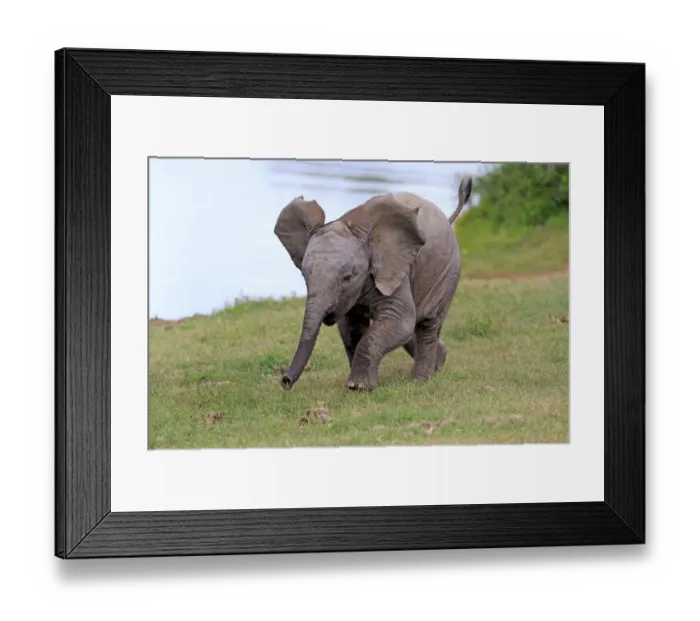 Framed Print : African elephant -Loxodonta africana-, young animal, running, Addo Elephant National Park, Eastern Cape, South Africa Framed Print : African elephant -Loxodonta africana-, young animal, running, Addo Elephant National Park, Eastern Cape, South Africa