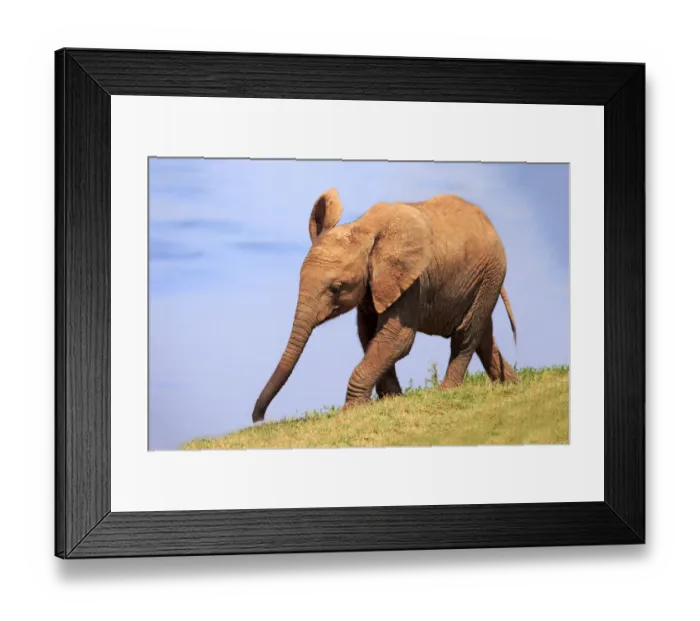 Framed Print : African Elephant -Loxodonta africana-, young, Addo Elephant National Park, Eastern Cape, South Africa Framed Print : African Elephant -Loxodonta africana-, young, Addo Elephant National Park, Eastern Cape, South Africa