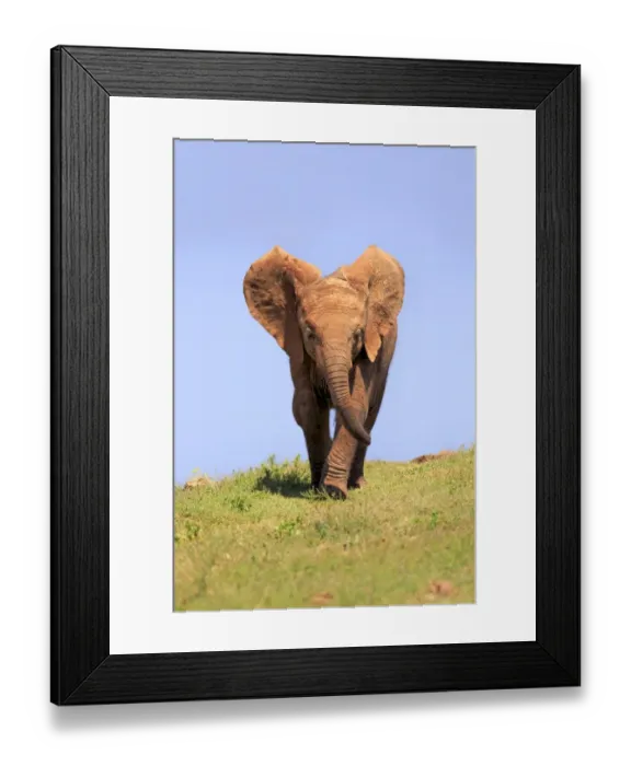 Framed Print : African Elephant -Loxodonta africana-, young, Addo Elephant National Park, Eastern Cape, South Africa Framed Print : African Elephant -Loxodonta africana-, young, Addo Elephant National Park, Eastern Cape, South Africa
