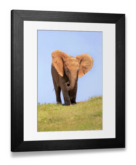 Framed Print : African Elephant -Loxodonta africana-, young, Addo Elephant National Park, Eastern Cape, South Africa Framed Print : African Elephant -Loxodonta africana-, young, Addo Elephant National Park, Eastern Cape, South Africa