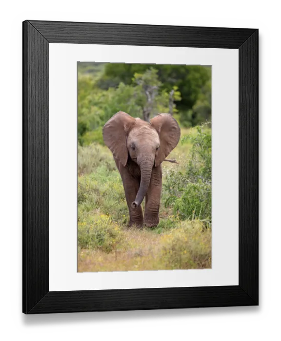 Framed Print : African Elephant -Loxodonta africana-, young, Addo Elephant National Park, Eastern Cape, South Africa