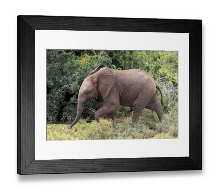 Framed Print : African Elephant -Loxodonta africana-, young, Addo Elephant National Park, Eastern Cape, South Africa Framed Print : African Elephant -Loxodonta africana-, young, Addo Elephant National Park, Eastern Cape, South Africa