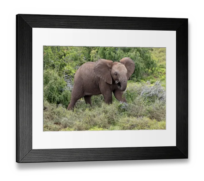 Framed Print : African Elephant -Loxodonta africana-, young, Addo Elephant National Park, Eastern Cape, South Africa