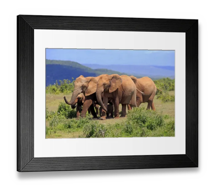 Framed Print : African Elephants -Loxodonta africana-, herd, Addo Elephant National Park, Eastern Cape, South Africa Framed Print : African Elephants -Loxodonta africana-, herd, Addo Elephant National Park, Eastern Cape, South Africa