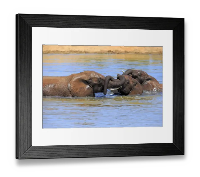 Framed Print : African elephant -Loxodonta africana- elephants bathing in the water, social behavior, Addo Elephant National Park, Eastern Cape, South Africa Framed Print : African elephant -Loxodonta africana- elephants bathing in the water, social behavior, Addo Elephant National Park, Eastern Cape, South Africa