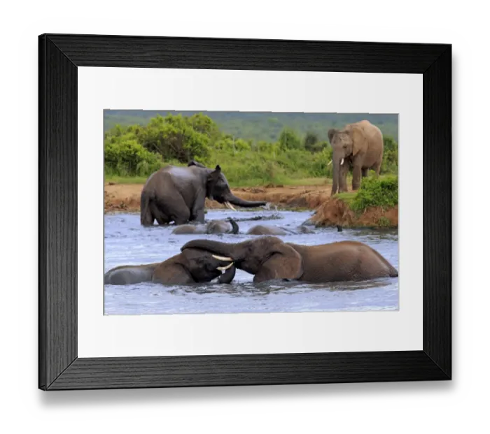 Framed Print : African elephant -Loxodonta africana- elephants bathing in the water, social behavior, group, Addo Elephant National Park, Eastern Cape, South Africa Framed Print : African elephant -Loxodonta africana- elephants bathing in the water, social behavior, group, Addo Elephant National Park, Eastern Cape, South Africa