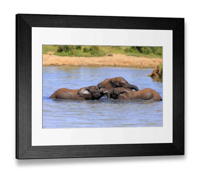 Framed Print : African elephant -Loxodonta africana- elephants bathing in the water, social behavior, Addo Elephant National Park, Eastern Cape, South Africa