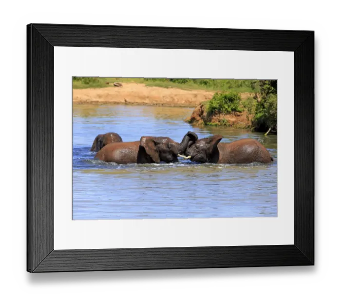 Framed Print : African elephant -Loxodonta africana- elephants bathing in the water, social behavior, Addo Elephant National Park, Eastern Cape, South Africa