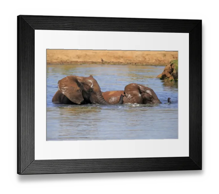Framed Print : African elephant -Loxodonta africana-, two elephants bathing in the water, Addo Elephant National Park, Eastern Cape, South Africa Framed Print : African elephant -Loxodonta africana-, two elephants bathing in the water, Addo Elephant National Park, Eastern Cape, South Africa