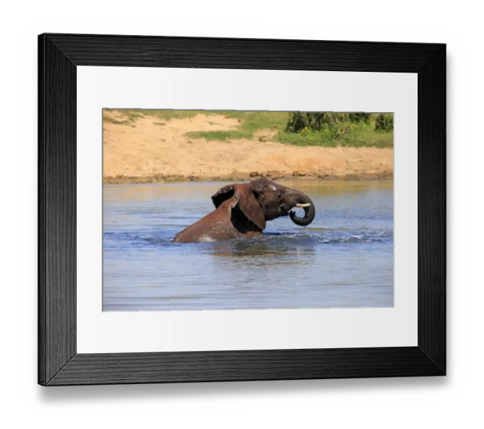 Framed Print : African elephant -Loxodonta africana-, adult in water bathing, drinking, Addo Elephant National Park, Eastern Cape, South Africa Framed Print : African elephant -Loxodonta africana-, adult in water bathing, drinking, Addo Elephant National Park, Eastern Cape, South Africa