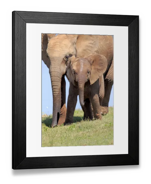 Framed Print : African Elephant -Loxodonta africana-, female with young, Addo Elephant National Park, Eastern Cape, South Africa Framed Print : African Elephant -Loxodonta africana-, female with young, Addo Elephant National Park, Eastern Cape, South Africa