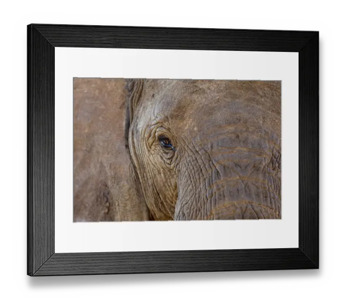 Framed Print : Elephant -Loxodonta africana-, South Africa Framed Print : Elephant -Loxodonta africana-, South Africa
