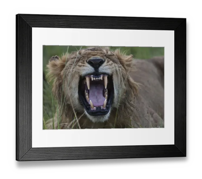 Framed Print : Lion -Panthera leo-, yawning, Msai Mara, Kenya Framed Print : Lion -Panthera leo-, yawning, Msai Mara, Kenya